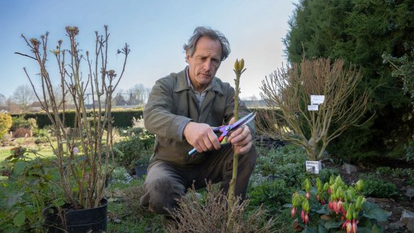 Monty Don warnt: Diese 5 Pflanzen müssen im März dringend geschnitten werden