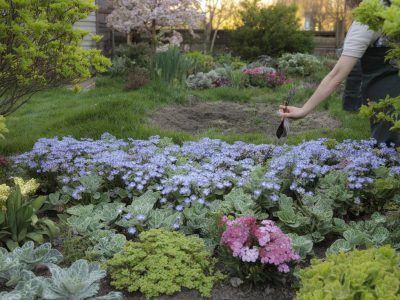 Nie wieder Unkrautstress im Beet: Mit diesen März Stauden wird der Garten zum Blütenteppich